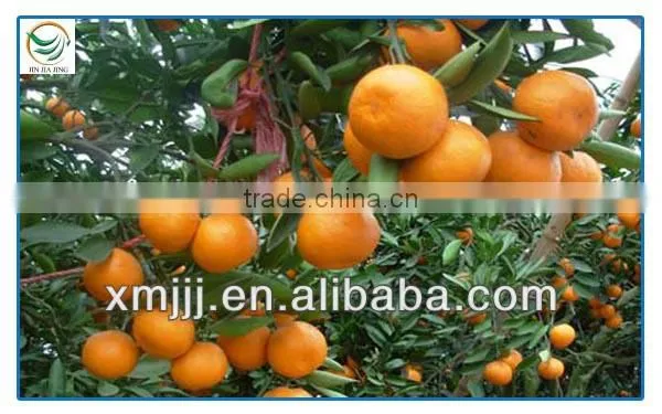 new harvested yongchun fresh mandarin orange