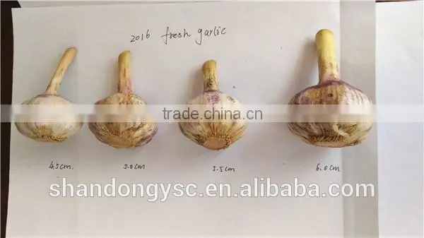 China garlic seeds price