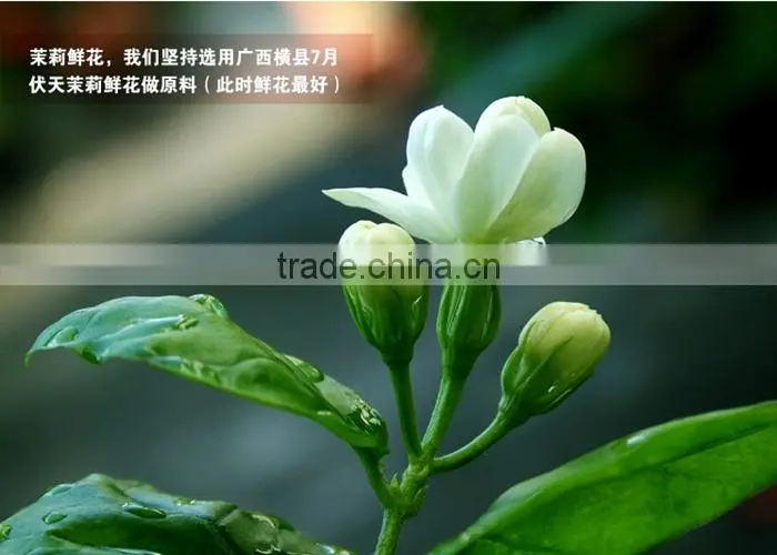 Fu Jian Fragrant Jasmine Green Tea Popular Chinese Jasmine Tea