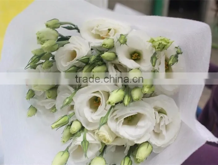 Best selling high quality fresh euatomas