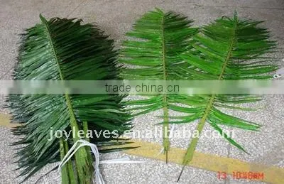 Washingtonia Palm tree