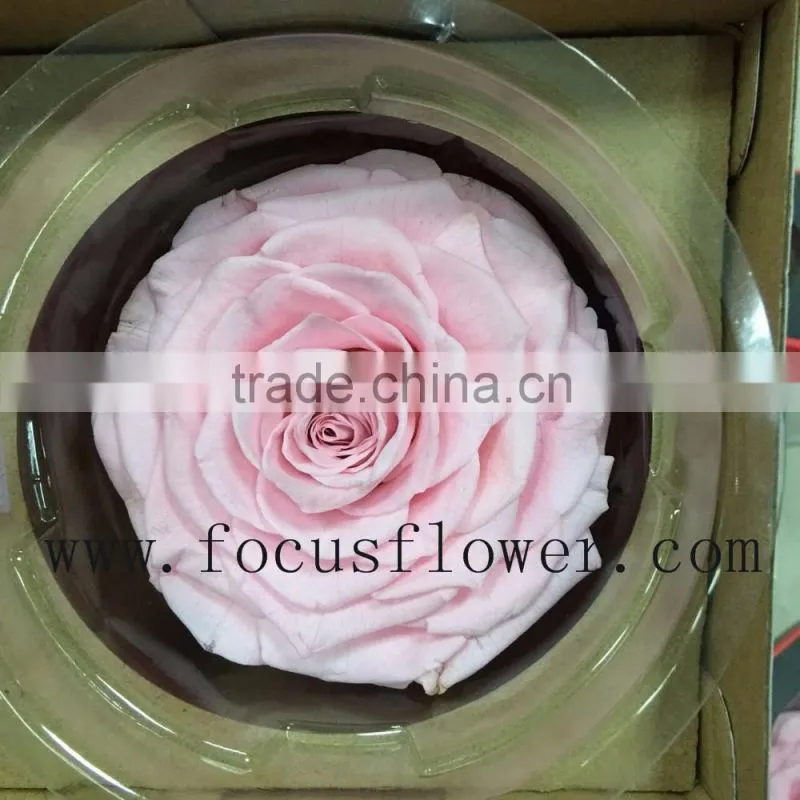 Real Touch Wholesale Preserved Flower Preserved Rose From China