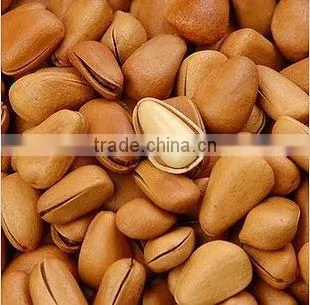 selling pine nuts cedar nuts