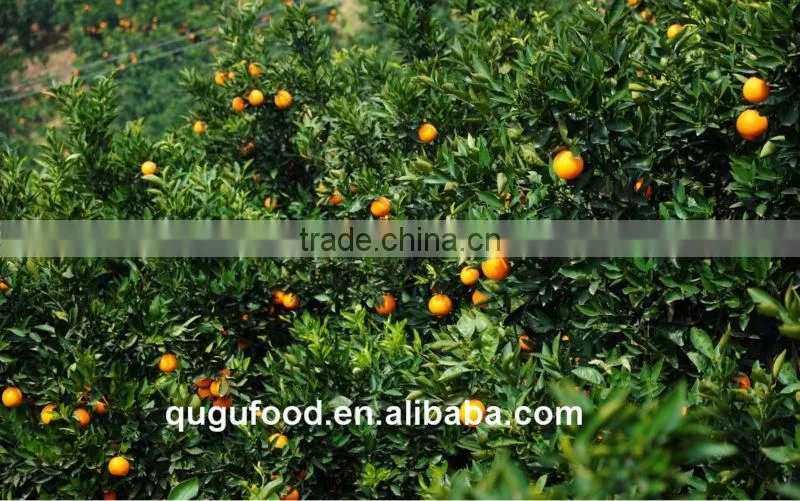 Sweet navel orange 1st class price