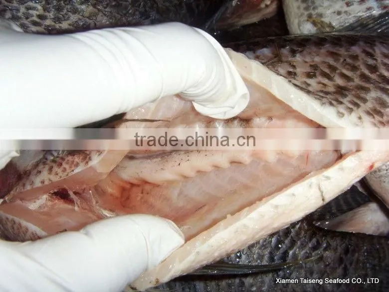 bulk tilapia fillet for tilapia buyer