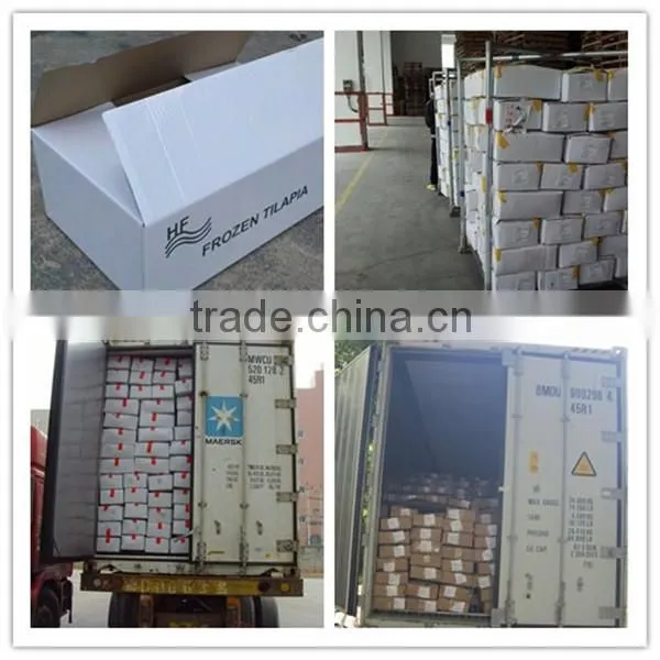 Bulk pack frozen horse mackerel BQF from China