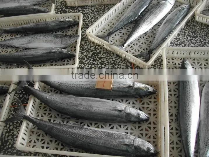 Small frozen Spanish mackerel for sale