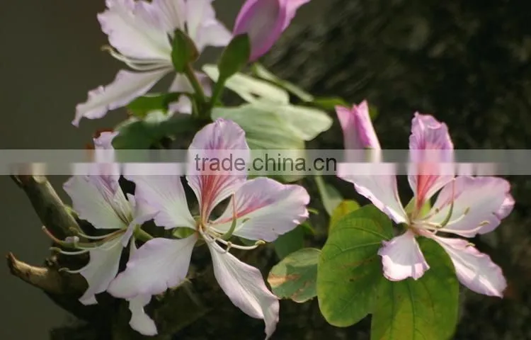 Bauhinia variegata