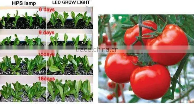 high quality hydroponic solution of indoor grow lights for vegetables by manufacturer and supplier