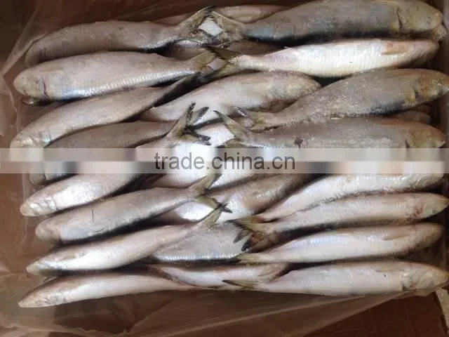 High quality machine grade canned sardines manufacturers with cheapest price