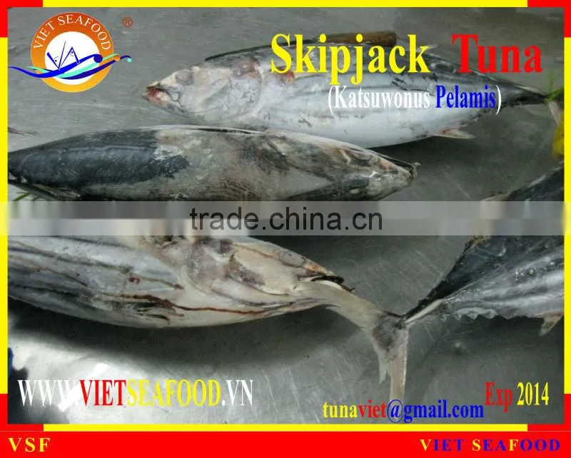 FROZEN SKIPJACK TUNA W/R