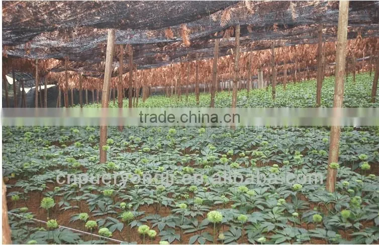 Factory Supply Dietary Supplyment 100% Natural panax Notoginseng P.E. / Wild Radix Notoginseng Extract