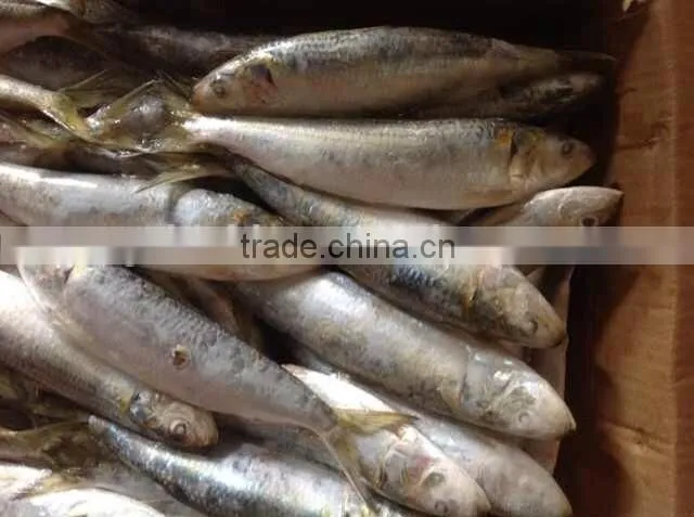 Size 8-10 pcs/kg Frozen Sardine Whole