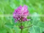 2014 GMP Qingdao BNP Sel l Top High Quality Red Clover P.E.--red clover extract powder