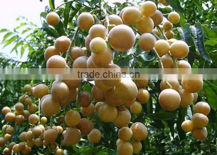 longan fruit trees