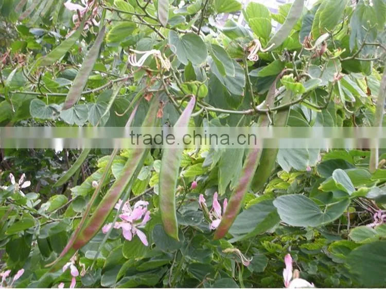 Bauhinia variegata