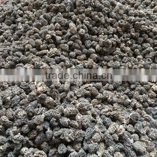 Price of Black Morel Mushroom, Dry Cultivating Morel Mushrooms from Morel Mushroom Farm