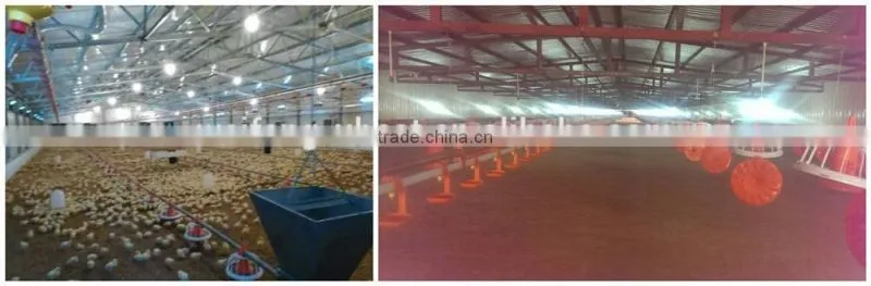 Poultry Automatic Pan Feeding System for Broiler Chicken Farm