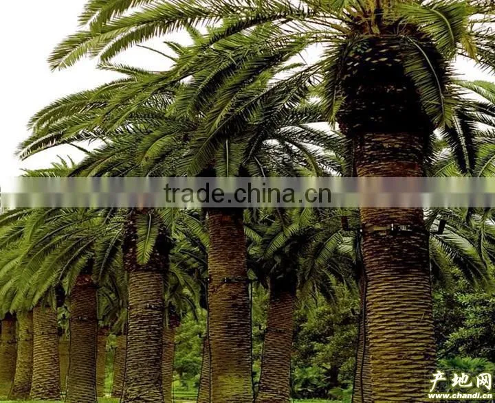 kieserite - Magnesium sulphate fertilizer for palm trees water soluble MgO23%MIN China