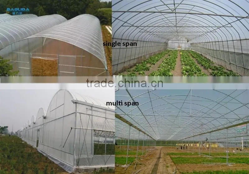 Plastic Film Covered Greenhouse For Mushroom&Roses