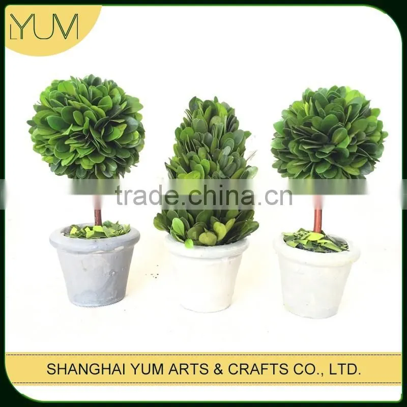 Professional producer preserved boxwood topiary bonsai