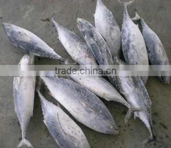 Frozen Bonito Tuna