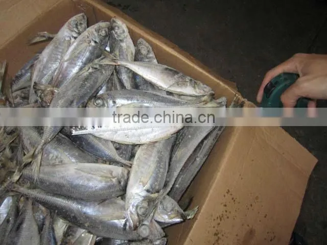 Trachurus Japonicus frozen whole fish