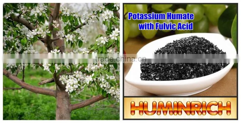 Relationship Between Root Growth And Fertilization Of Fruit Trees