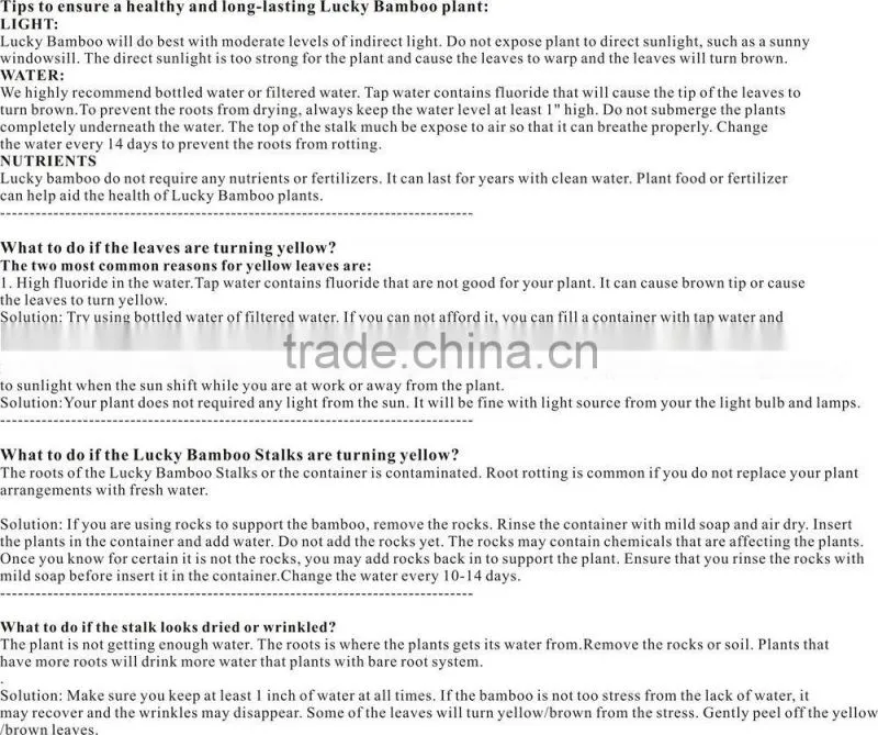 bucket shape lucky bamboo bonsai dracaena sanderiana indoor ornamental aquatic feng shui plants nursery garden decoration