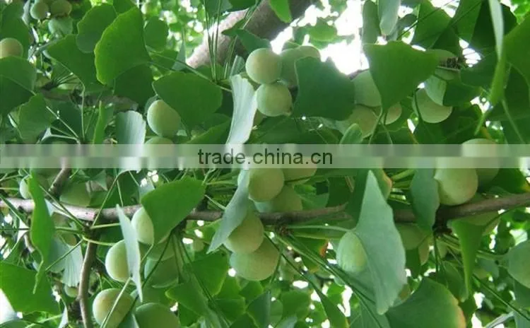 ginkgo biloba fruit tree seedling