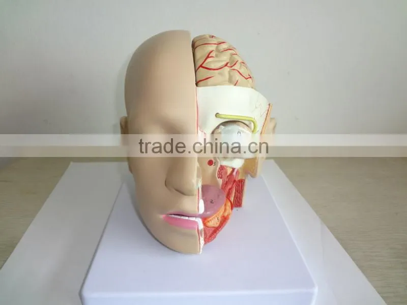 Anatomical Human Brain Model