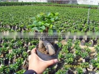 Evergreen Nurseries Agri-Tech LTD Fujian company overview - view 3