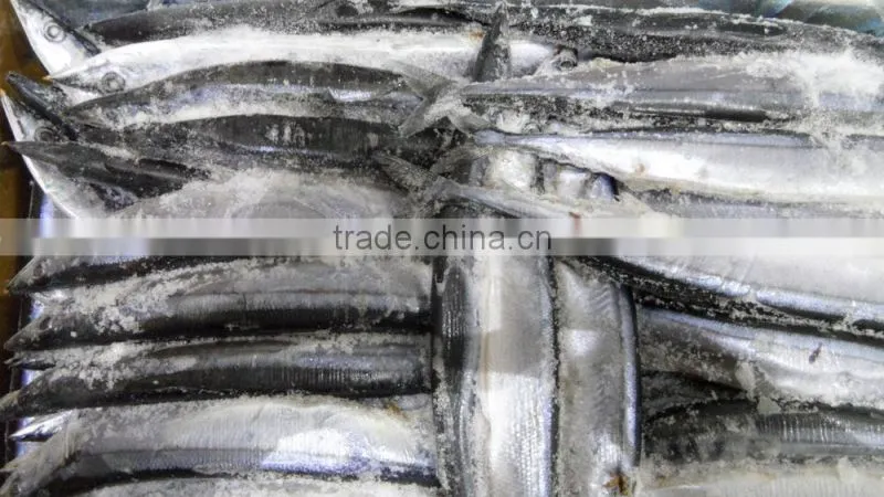 China frozen pacific saury 80-100g3# size for sale