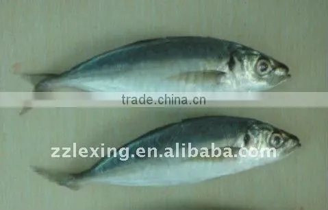 frozen fish horse mackerel
