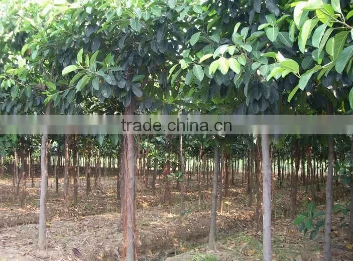 ficus altissima for tropical climate garden plants and landscaping trees