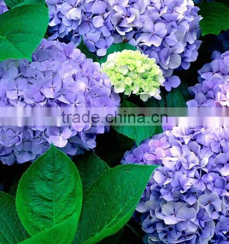 Home Decoration Flowers Single Large Size Fresh Cut Hydrangea Different Colors Bouquet