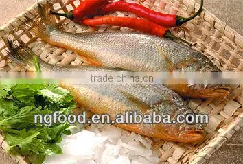 China made Frozen yellow croaker