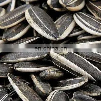 Argentina sunflower high oil seeds