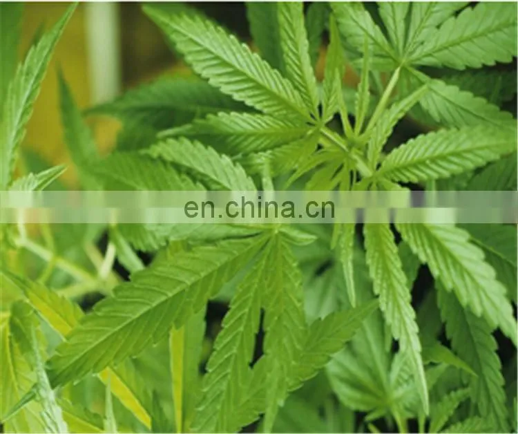 20% off essential oil supercritical CO2 extraction machine with cheap price