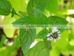 Mint Oil
