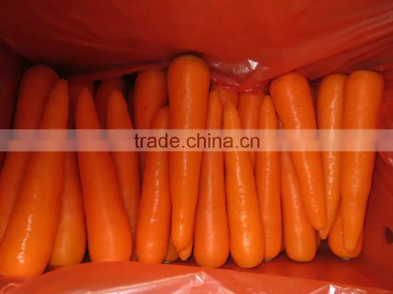 Chinese fresh carot of 2016 crop