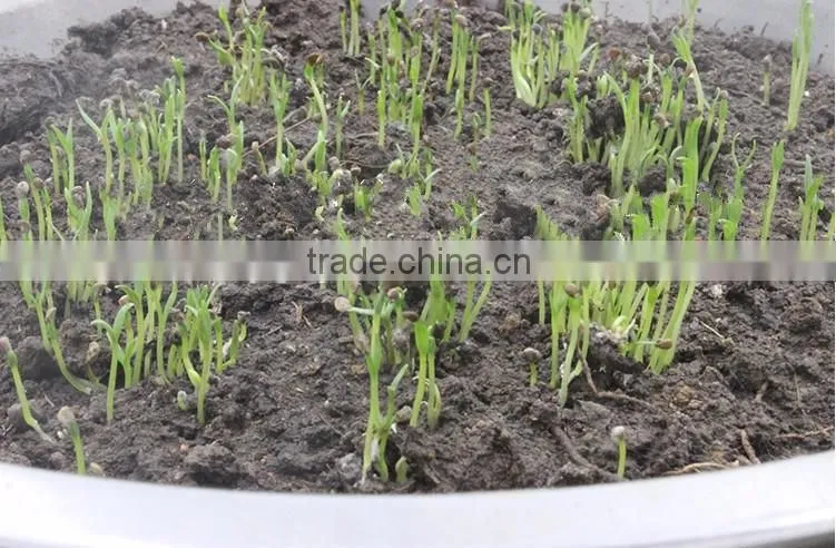 Raw Wild Black Goji seeds for planting Organic goji berry seeds