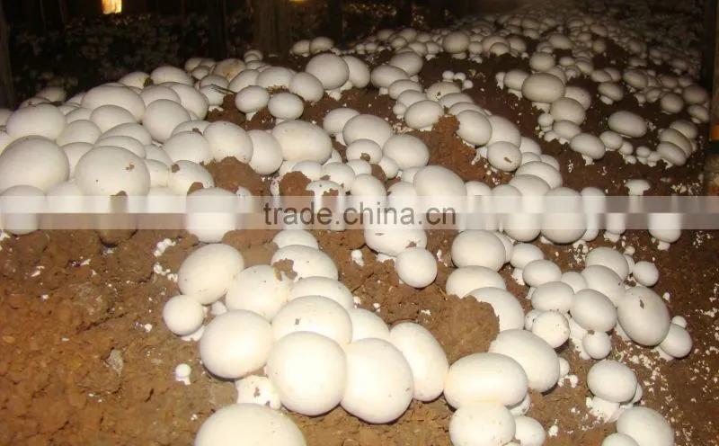 Frozen White Mushroom slices