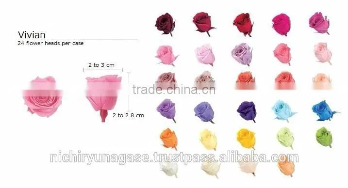 Pretty hydrangea preserved flowers with various species