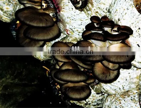hot sale single tunnel greenhouse for mushroom