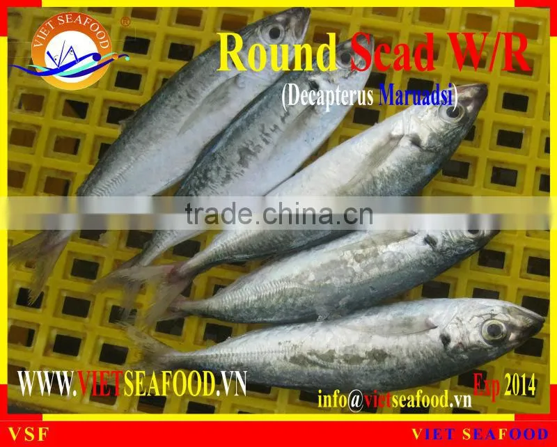 W/R FROZEN ROUND SCAD