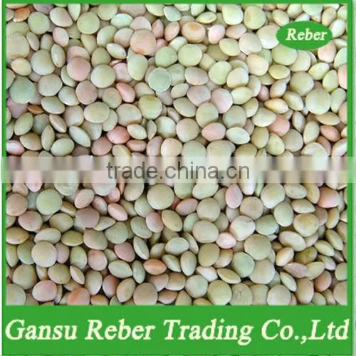crop2015 Chinese Lenils of Price