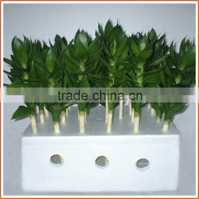 40cm lotus lucky bamboo air bonsai tree dracaena sanderiana indoor water aquatic feng shui plants nursery garden decoration