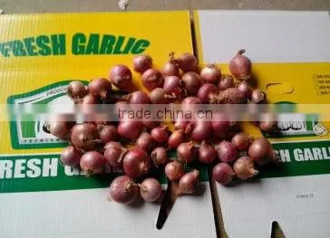 fresh onion prices in china