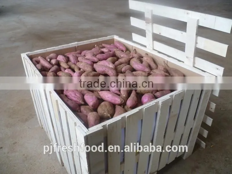 Fresh Sweet purple Potato/red skin potato